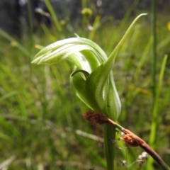 Pterostylis monticola at Paddys River, ACT - 28 Dec 2021