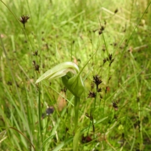 Pterostylis falcata at Paddys River, ACT - 28 Dec 2021