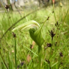 Pterostylis falcata at Paddys River, ACT - 28 Dec 2021