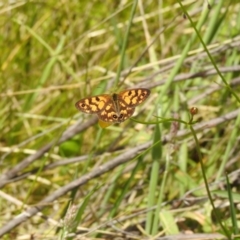 Heteronympha cordace (Bright-eyed Brown) at Paddys River, ACT - 28 Dec 2021 by Liam.m