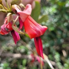 Kennedia rubicunda (Dusky Coral Pea) at Ulladulla, NSW - 28 Dec 2021 by trevorpreston