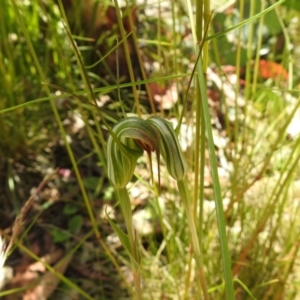 Diplodium sp. at Paddys River, ACT - 28 Dec 2021