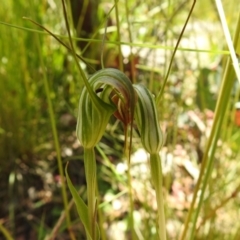 Diplodium sp. at Paddys River, ACT - 28 Dec 2021