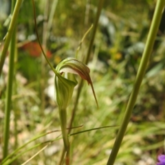 Diplodium sp. at Paddys River, ACT - 28 Dec 2021