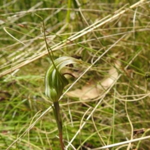 Diplodium aestivum at Cotter River, ACT - suppressed