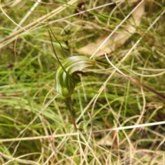 Diplodium aestivum at Cotter River, ACT - suppressed