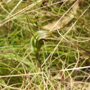 Diplodium aestivum at Cotter River, ACT - suppressed