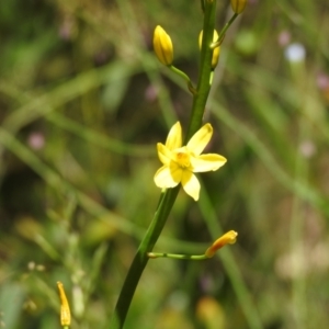 Bulbine sp. at Cotter River, ACT - suppressed