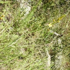 Bulbine sp. at Cotter River, ACT - suppressed