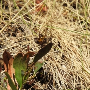 Trapezites phigalioides at Cotter River, ACT - suppressed