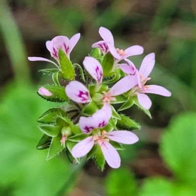 Pelargonium australe (Austral Stork's-bill) at Ulladulla, NSW - 28 Dec 2021 by trevorpreston