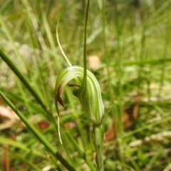 Diplodium decurvum (Summer greenhood) at Cotter River, ACT - 28 Dec 2021 by Liam.m