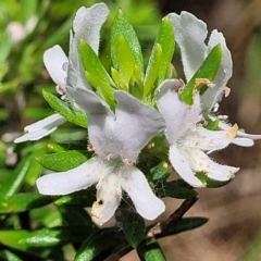 Westringia fruticosa (Native Rosemary) at Ulladulla, NSW - 28 Dec 2021 by trevorpreston