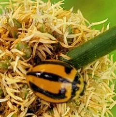 Micraspis frenata (Striped Ladybird) at Ulladulla, NSW - 28 Dec 2021 by tpreston