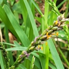 Stenotaphrum secundatum (Buffalo Grass) at Ulladulla, NSW - 28 Dec 2021 by trevorpreston