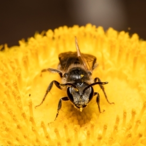 Lasioglossum (Chilalictus) lanarium at Bruce, ACT - 28 Dec 2021