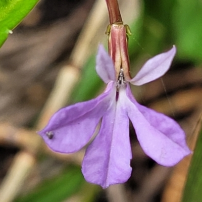Lobelia anceps (Angled Lobelia) at Ulladulla, NSW - 28 Dec 2021 by trevorpreston