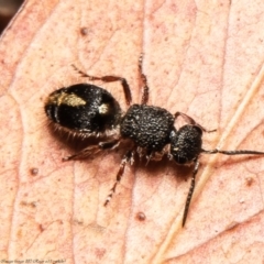 Ephutomorpha sp. (genus) (Mutillid wasp or Velvet ant) at Bruce, ACT - 27 Dec 2021 by Roger