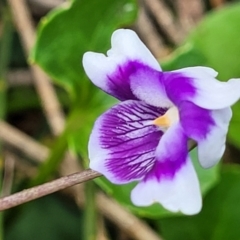 Viola banksii (Native Violet) at Ulladulla, NSW - 28 Dec 2021 by trevorpreston