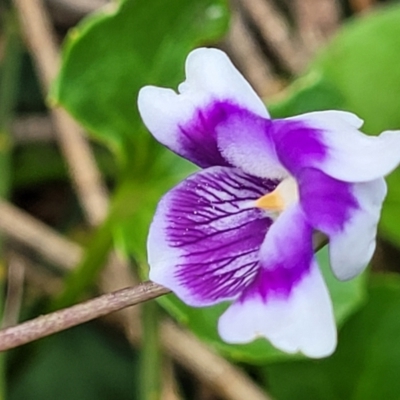 Viola banksii (Native Violet) at Ulladulla, NSW - 28 Dec 2021 by trevorpreston