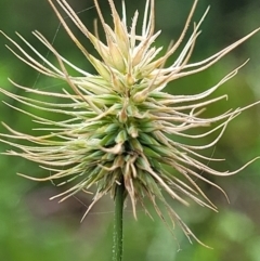 Echinopogon sp. (Hedgehog Grass) at Ulladulla, NSW - 28 Dec 2021 by trevorpreston