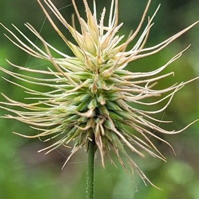 Echinopogon (genus) (Hedgehog Grass) at Ulladulla, NSW - 28 Dec 2021 by trevorpreston