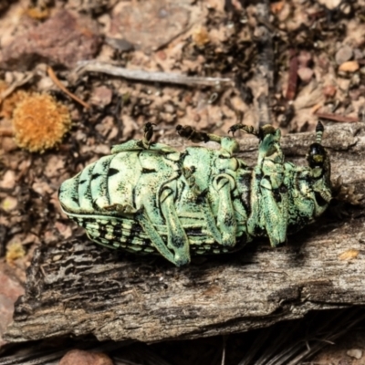 Chrysolopus spectabilis (Botany Bay Weevil) at Bruce, ACT - 28 Dec 2021 by Roger