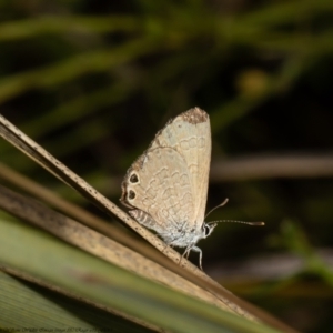 Nacaduba biocellata at Bruce, ACT - 28 Dec 2021