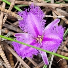 Thysanotus sp. at Ulladulla, NSW - 28 Dec 2021 by trevorpreston