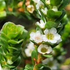 Baeckea imbricata (Coastal Baeckea, Heath Myrtle) at Ulladulla, NSW - 28 Dec 2021 by trevorpreston