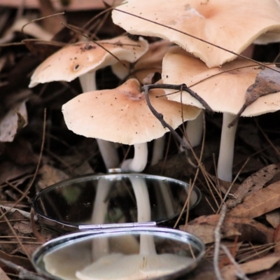 Unidentified Cap on a stem; gills below cap [mushrooms or mushroom-like] at Bournda, NSW - 25 Dec 2021 by KylieWaldon