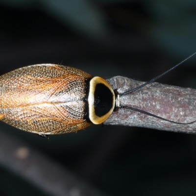 Ellipsidion australe (Austral Ellipsidion cockroach) at Hackett, ACT - 23 Dec 2021 by jbromilow50