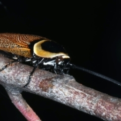 Ellipsidion australe at Hackett, ACT - 23 Dec 2021 06:18 PM