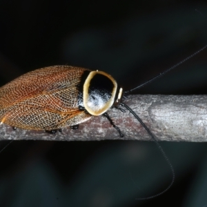 Ellipsidion australe at Hackett, ACT - 23 Dec 2021 06:18 PM