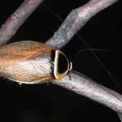 Ellipsidion australe at Hackett, ACT - 23 Dec 2021 06:18 PM