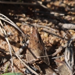 Uresiphita ornithopteralis (Tree Lucerne Moth) at Cook, ACT - 14 Sep 2021 by Tammy