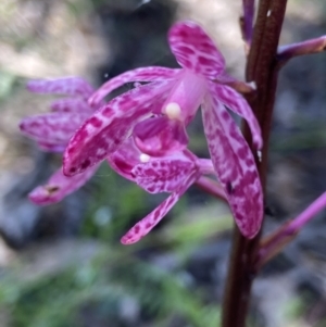 Dipodium punctatum at Yarralumla, ACT - suppressed