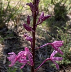 Dipodium punctatum at Yarralumla, ACT - suppressed