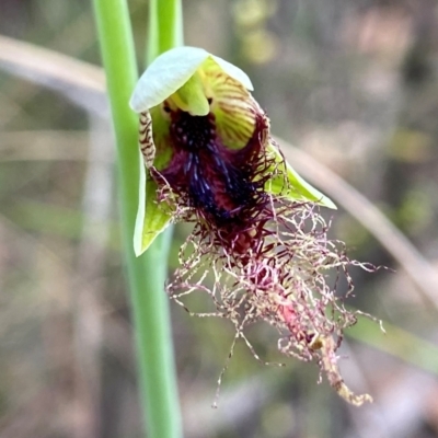 Calochilus therophilus (Late Beard Orchid) at Molonglo Valley, ACT - 26 Dec 2021 by AJB