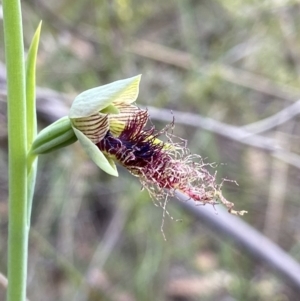 Calochilus therophilus at Molonglo Valley, ACT - 26 Dec 2021