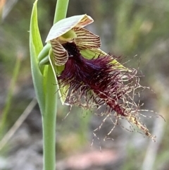 Calochilus therophilus (Late Beard Orchid) at Aranda, ACT - 25 Dec 2021 by AJB