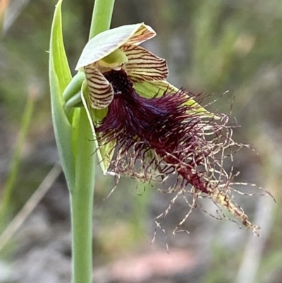 Calochilus therophilus (Late Beard Orchid) at Aranda, ACT - 26 Dec 2021 by AJB