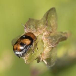 Aporocera (Aporocera) jocosa at Higgins, ACT - 27 Dec 2021