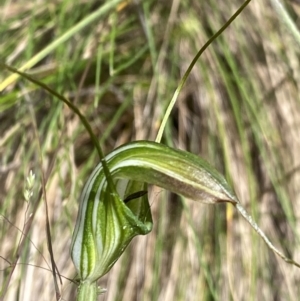 Diplodium decurvum at Cotter River, ACT - suppressed