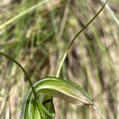 Diplodium decurvum at Cotter River, ACT - suppressed