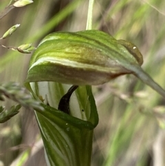 Diplodium decurvum at Cotter River, ACT - suppressed