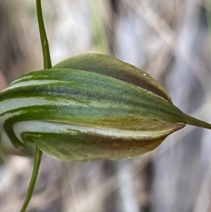 Diplodium decurvum at Cotter River, ACT - suppressed