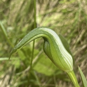 Pterostylis sp. at Cotter River, ACT - 28 Dec 2021