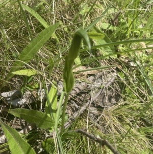 Pterostylis sp. at Cotter River, ACT - 28 Dec 2021