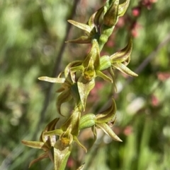 Paraprasophyllum tadgellianum (Tadgell's leek orchid) at Cotter River, ACT - 28 Dec 2021 by NedJohnston